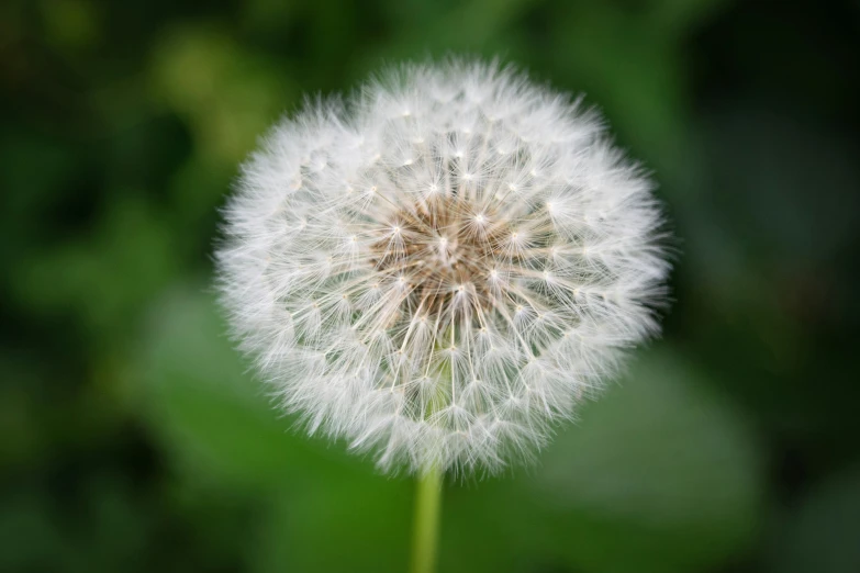 a dandelion is shining on the green leaves