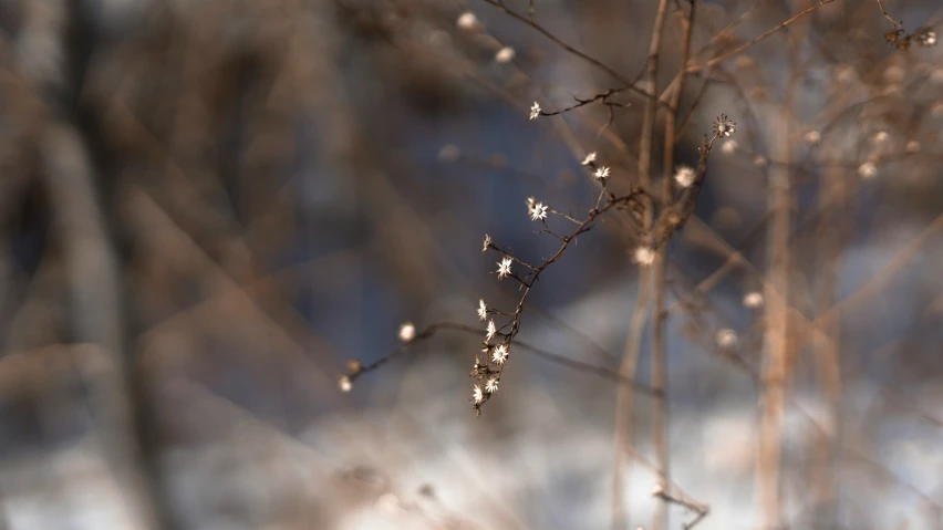 some small flowers in the snow next to nches