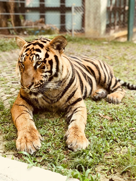 a tiger laying in the grass behind a cage