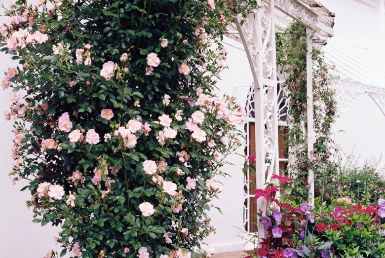 a pink rose grows between a large, tall flowering shrub