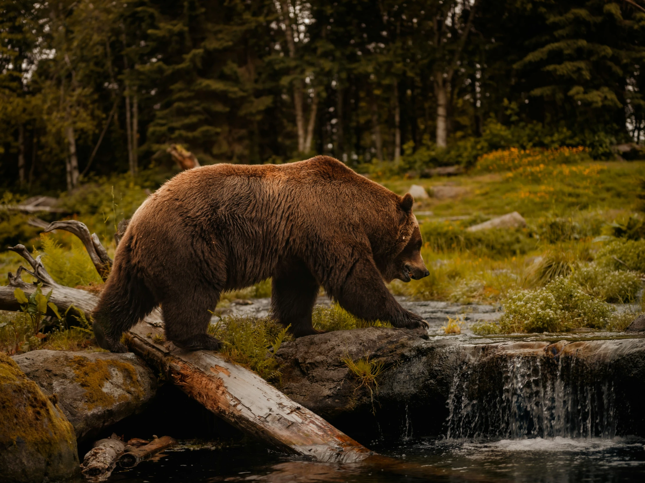 a brown bear is walking on logs in the grass near water