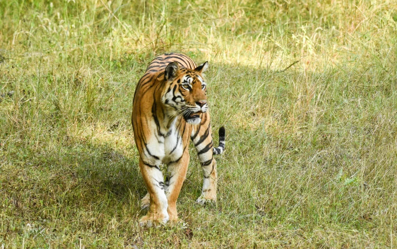 a tiger walking through the middle of a field