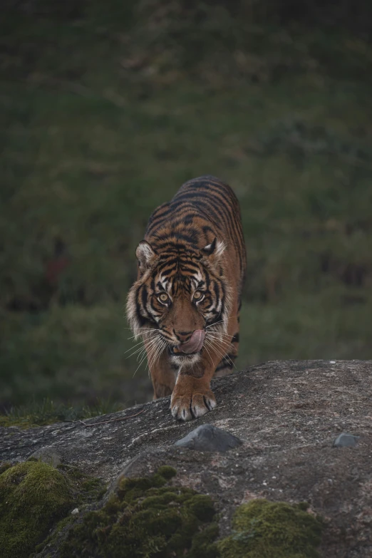 a tiger is walking along a path near moss