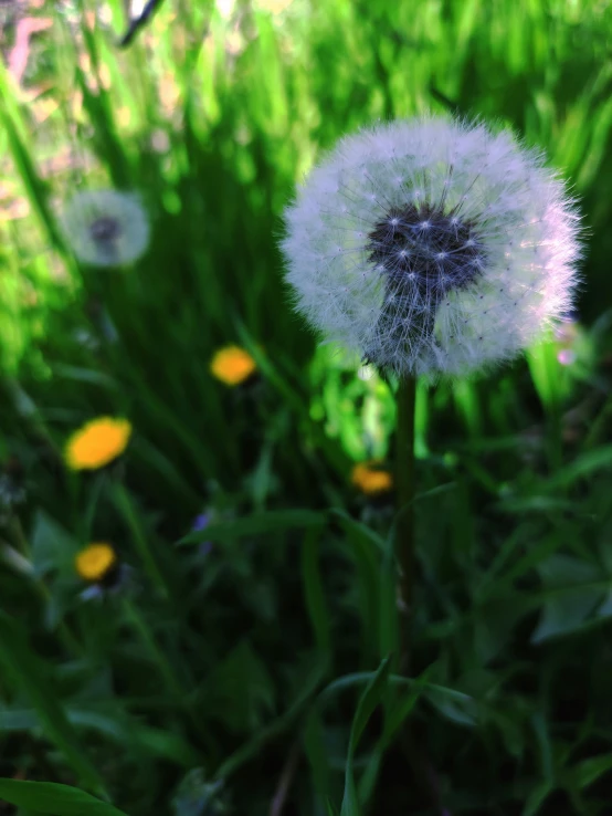 the dandelion is blowing through the air outside