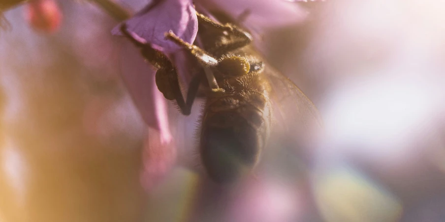 a bee sits on a purple flower in the sunlight