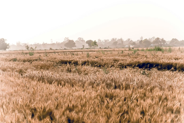 a lone horse in the middle of a wheat field