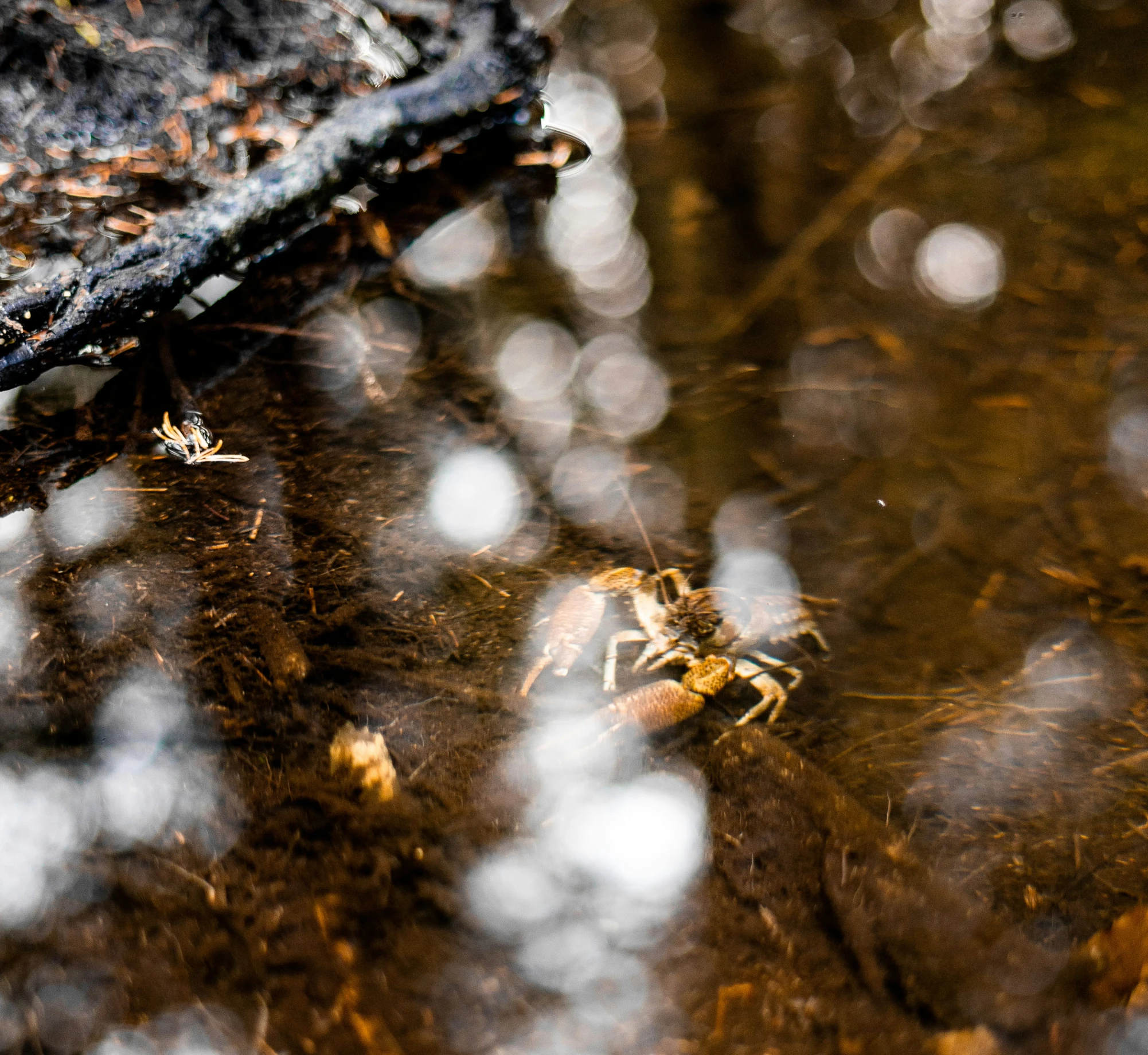 a spider is crawling in some mud next to a tree