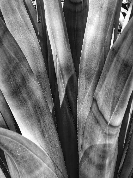 a black and white po of some very pretty plants