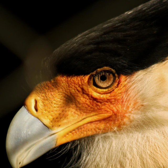 a black, white and orange eagle with a large beak