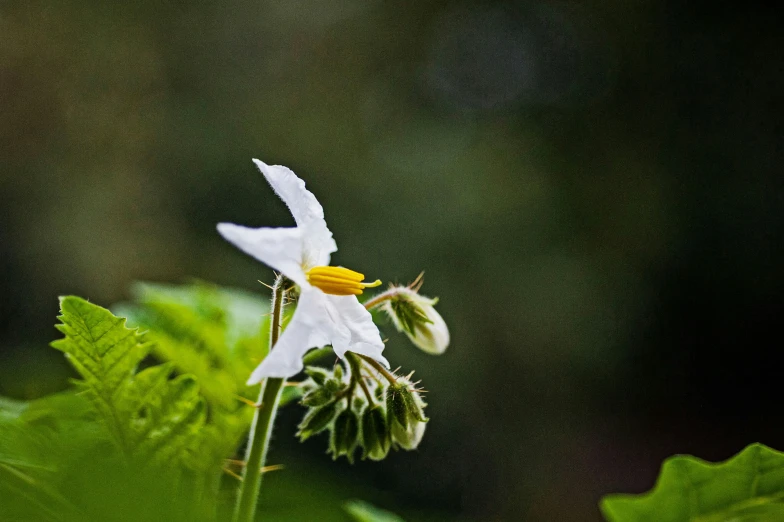 close up of the bee on top of a flower