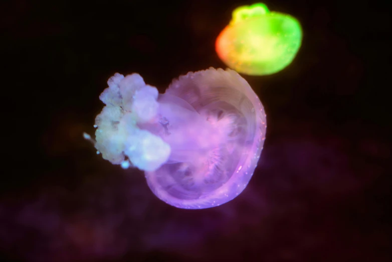 the colors in this jellyfish are incredible