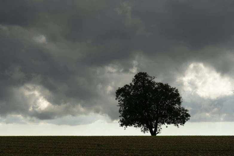 a tree is standing out in the middle of a field