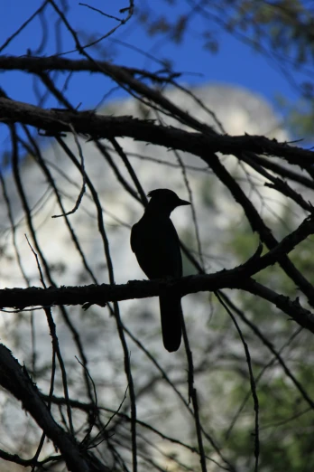 a bird is sitting in the nches of a tree