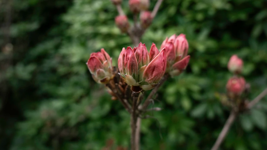 a closeup of flowers on a plant and some bushes