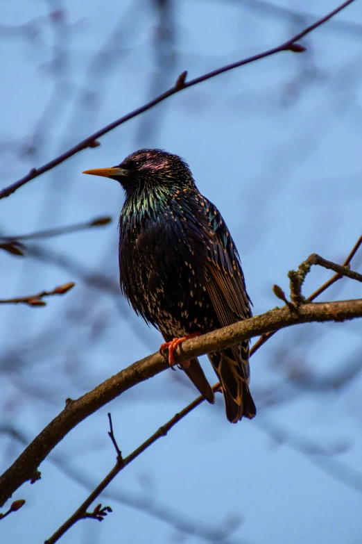 a little bird sitting in a small tree