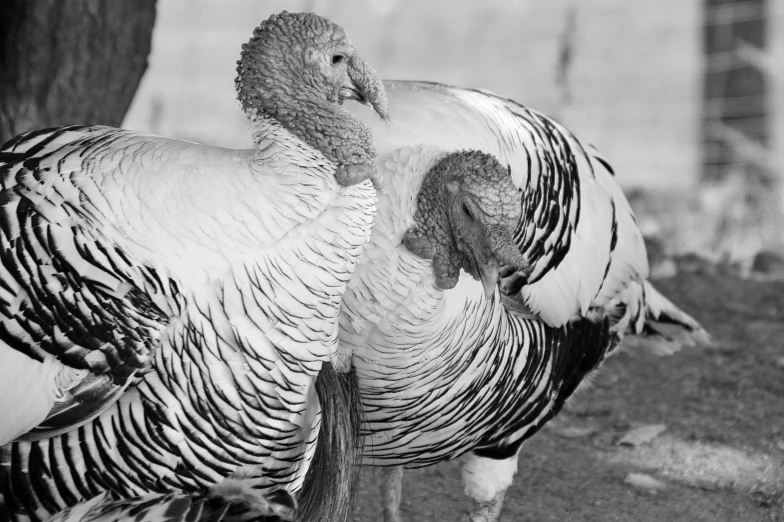 two big turkeys that are looking at the camera