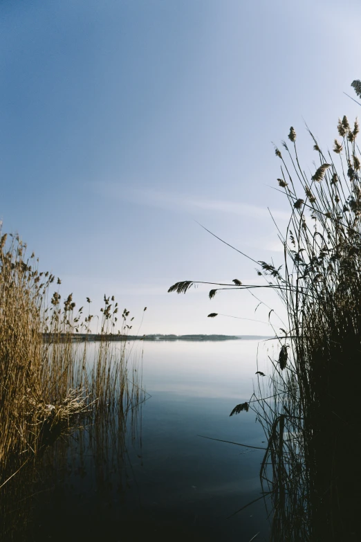 birds flying over the water next to tall grass