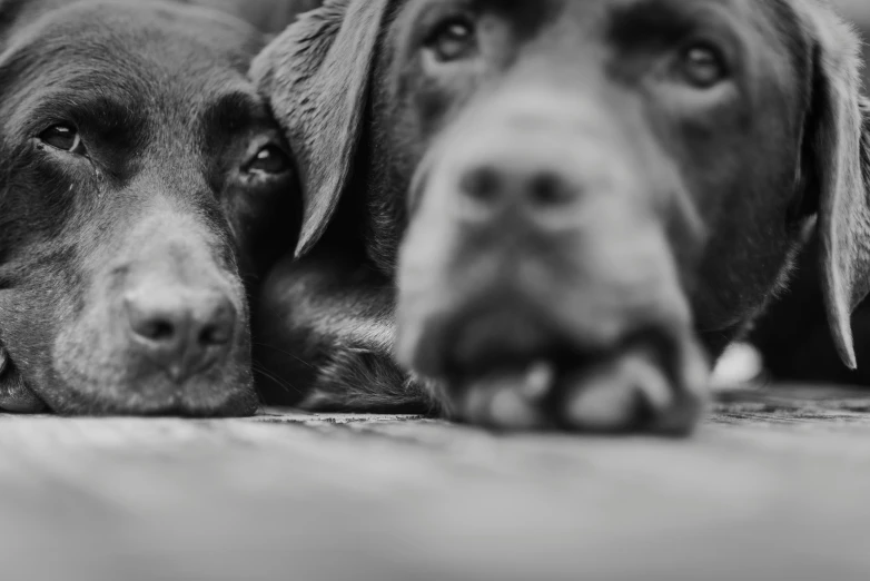 two dogs are resting and staring at the camera