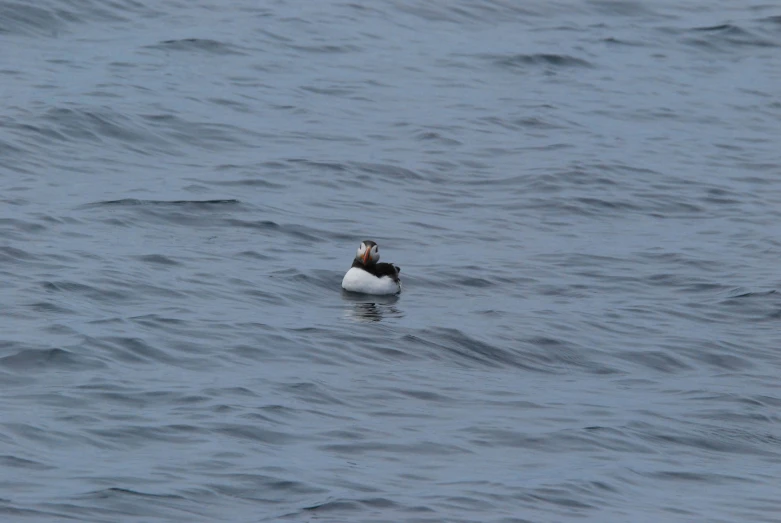 a close up of a duck in the ocean