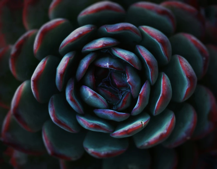 a large flower that has red and white petals