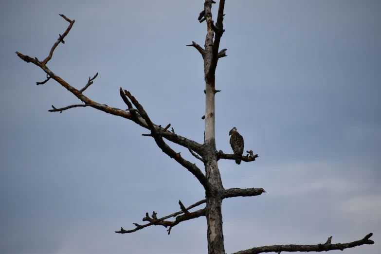 a single bird is sitting on the top of a dead tree