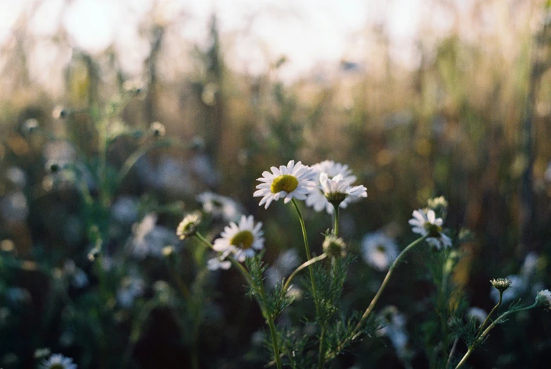 white flowers in the middle of a field