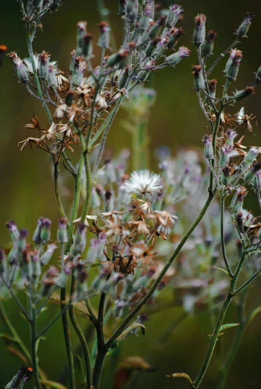 a field with a bunch of different colored flowers