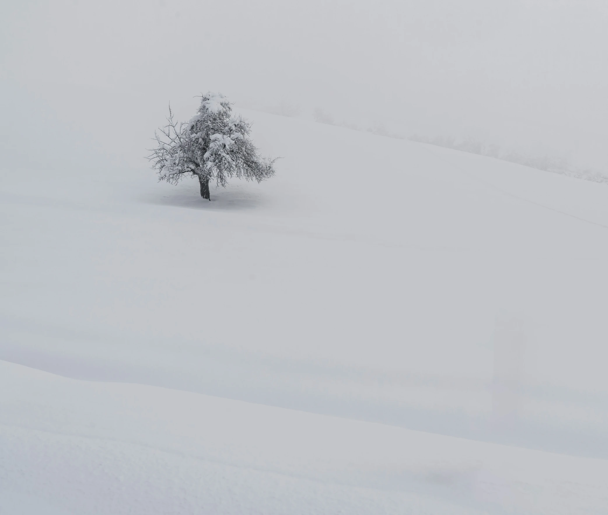 a lone tree is on the side of a snowy hill