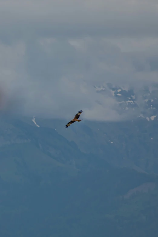 a bird flying near some snow covered mountains