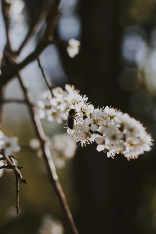 a flower is blossoming while a bee looks at the flower