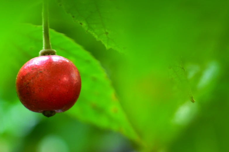 a fruit that is hanging from the side of a tree