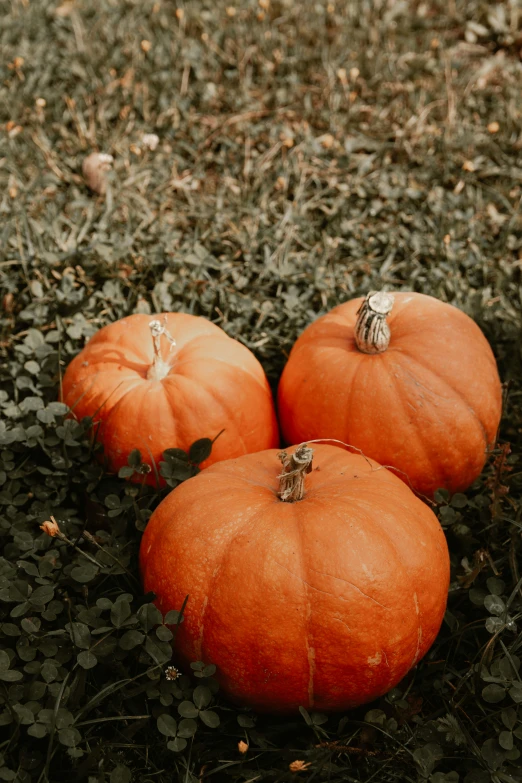 three pumpkins are sitting on the ground