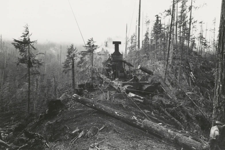 this old po shows some logs and trees