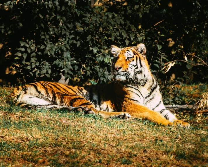 a tiger sits in the sun on the grass