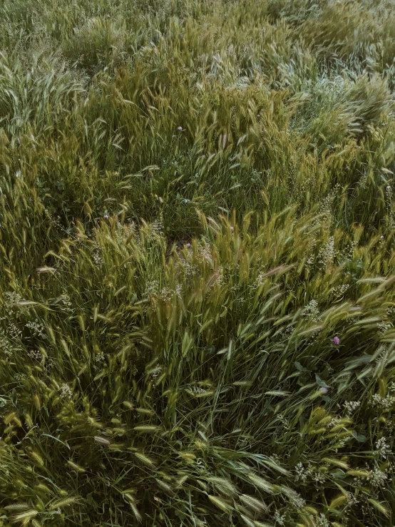 two cows in a grassy area with bushes