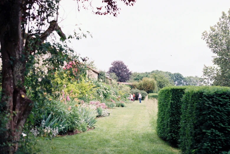 many flowers and greenery next to a large grassy path