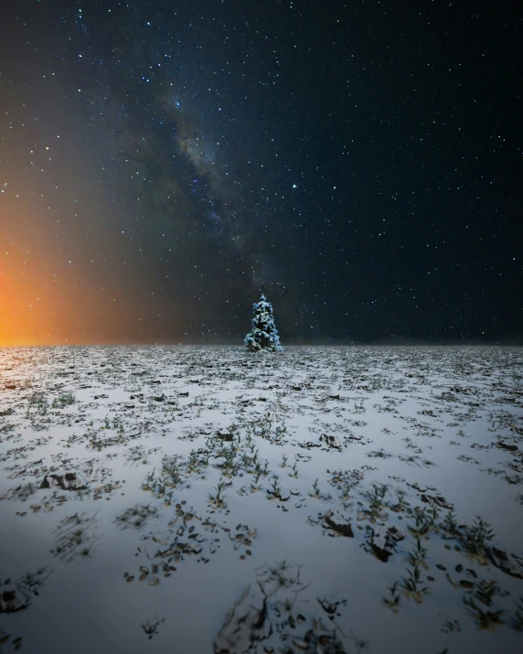 a small tree stands in the middle of a field at night