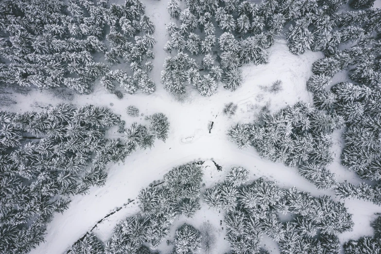 aerial view of a snow covered forest