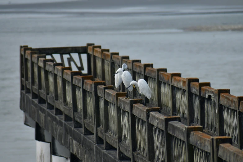 two large white birds sitting on the edge of a bridge