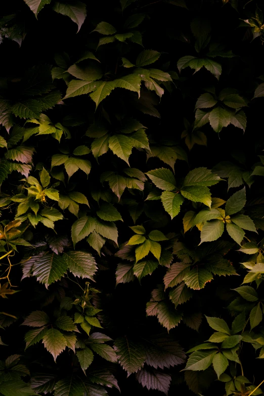 dark green leaves grow in the background as they create a pattern