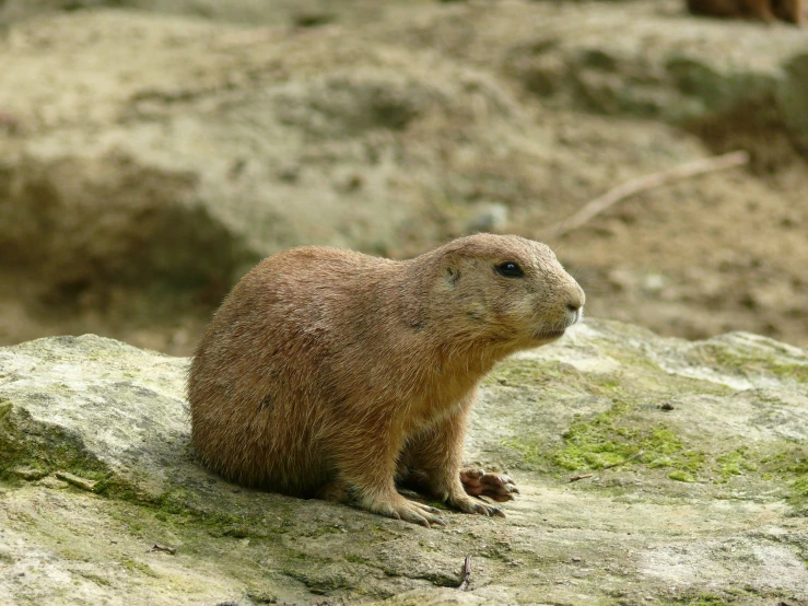 a brown animal sitting on top of a rocky hill