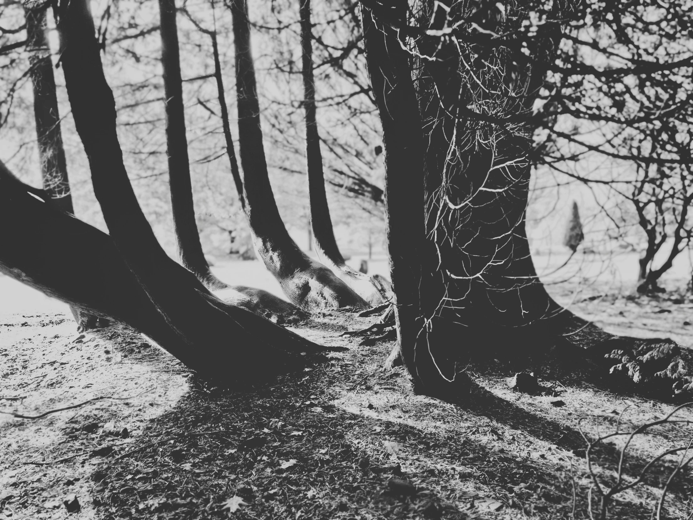 trees and leaves are casting shadows on a snowy day