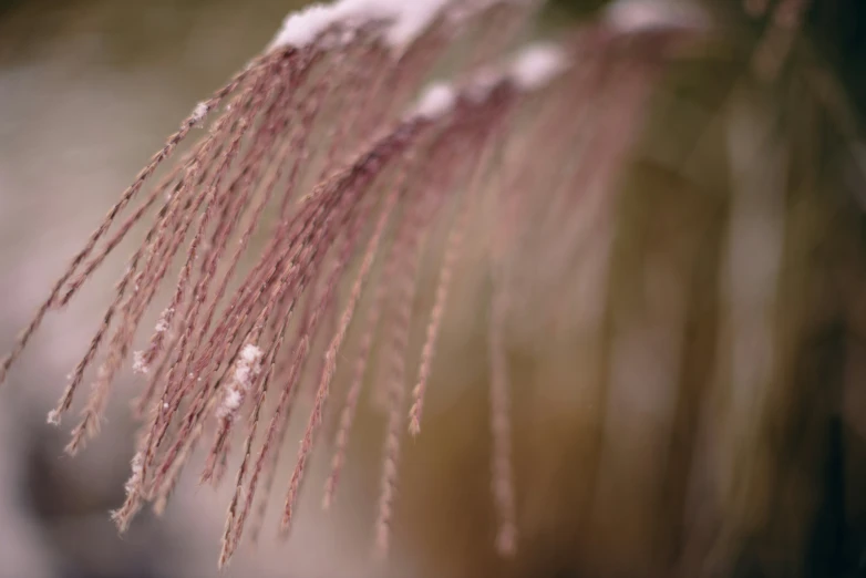 a small pink plant in the foreground covered with snow