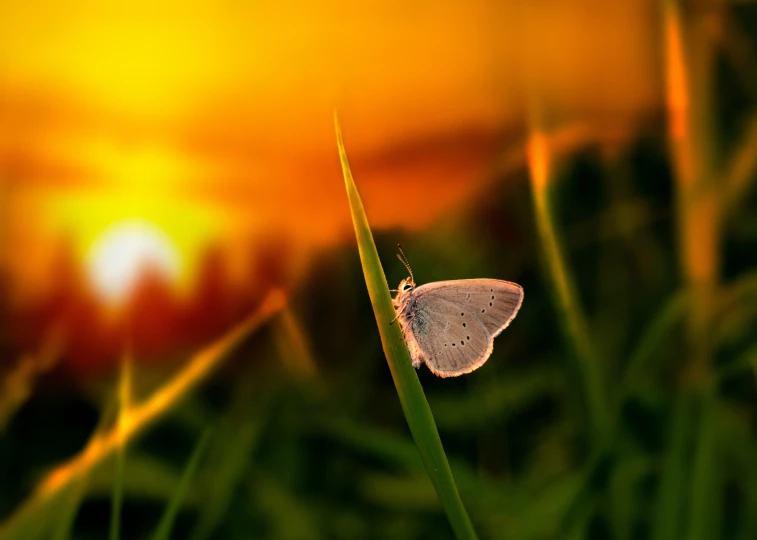 a small white erfly sits on the back side of a green leaf