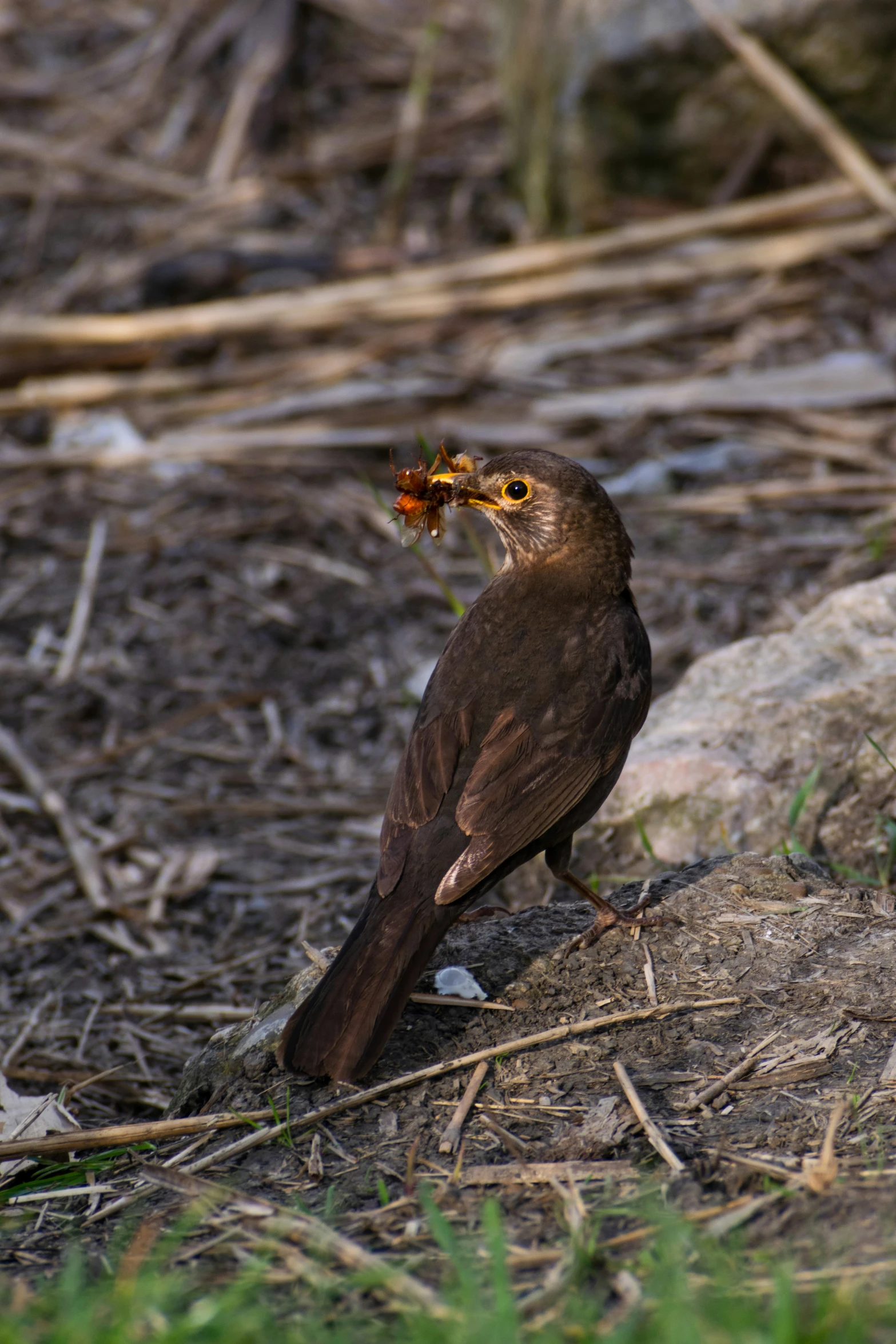 the black bird is eating from the leaf