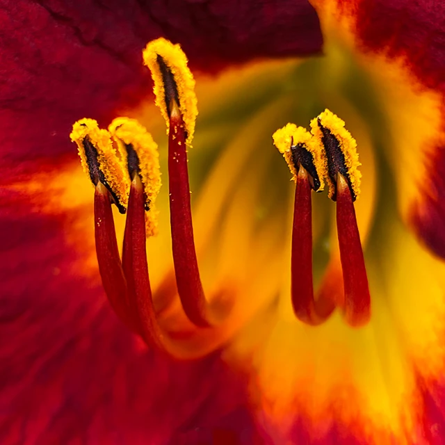 two buds inside of a red flower with yellow stamen