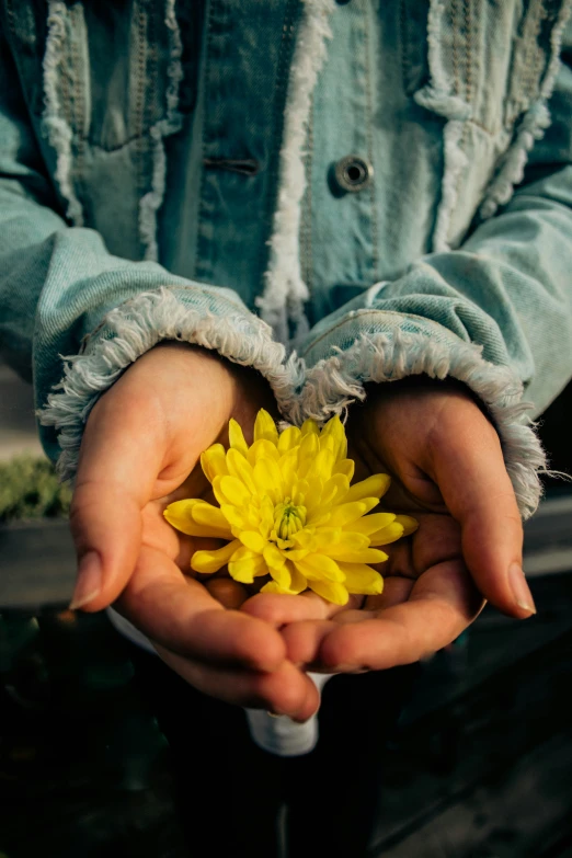 a person's hands holding a daisy flower