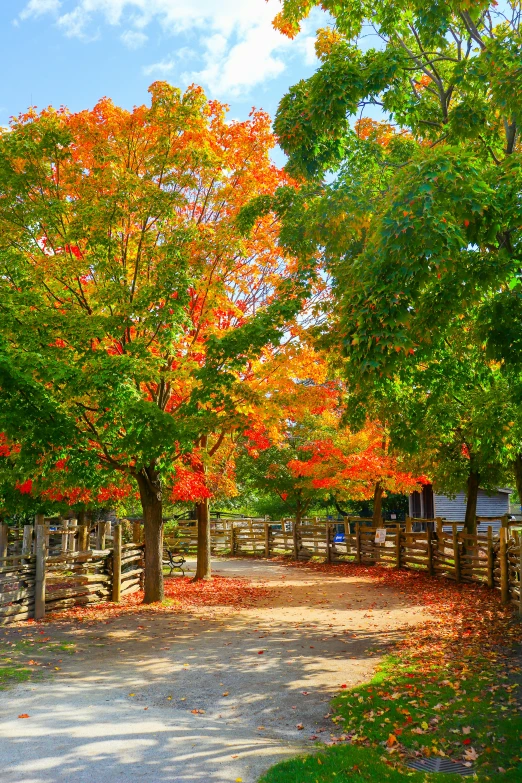 some trees that have their leaves turning color