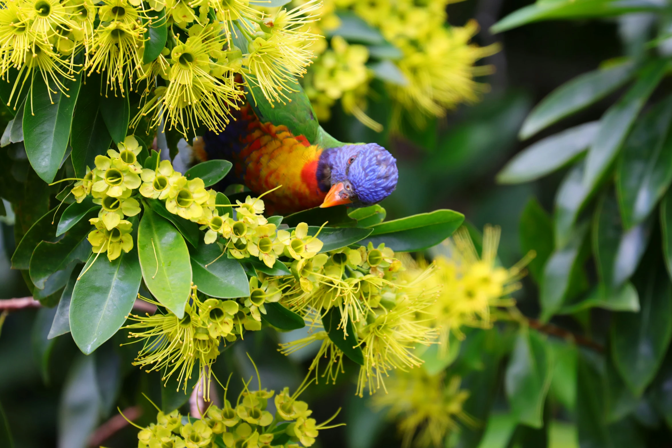 a closeup view of a tree with yellow flowers