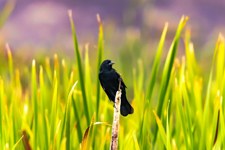 a black bird sitting on top of a tree nch